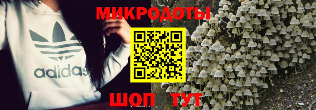 Новороссийск  Псилоцибиновые грибы Cubensis  Вход с VPN 
